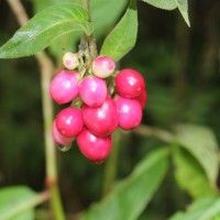 Cestrum elegans (Brongn. ex Neumann) Schltdl.